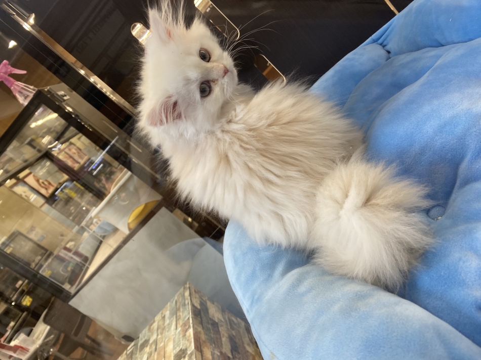 この子ほしかった、、