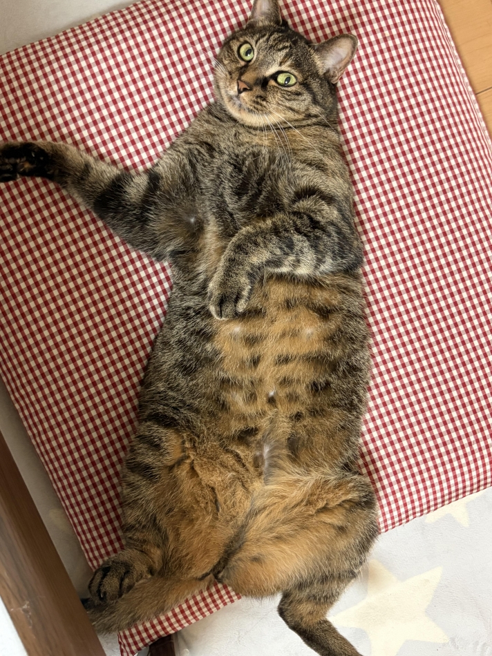 一条 葵
