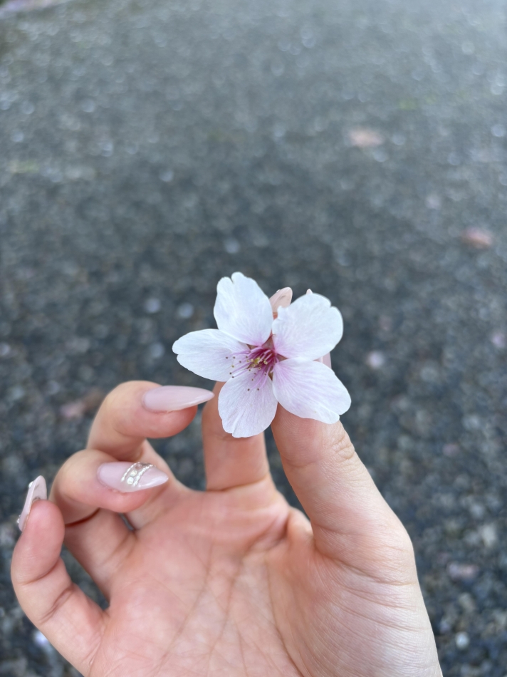 桜落ちてきた🌸