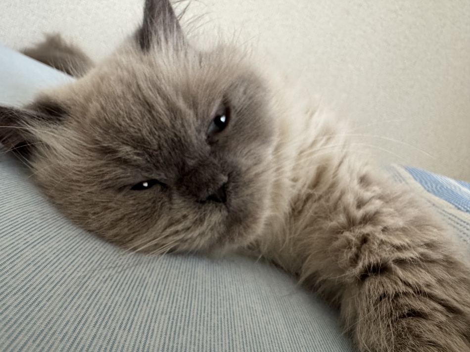 日曜ってなんでこんな憂鬱なんかな