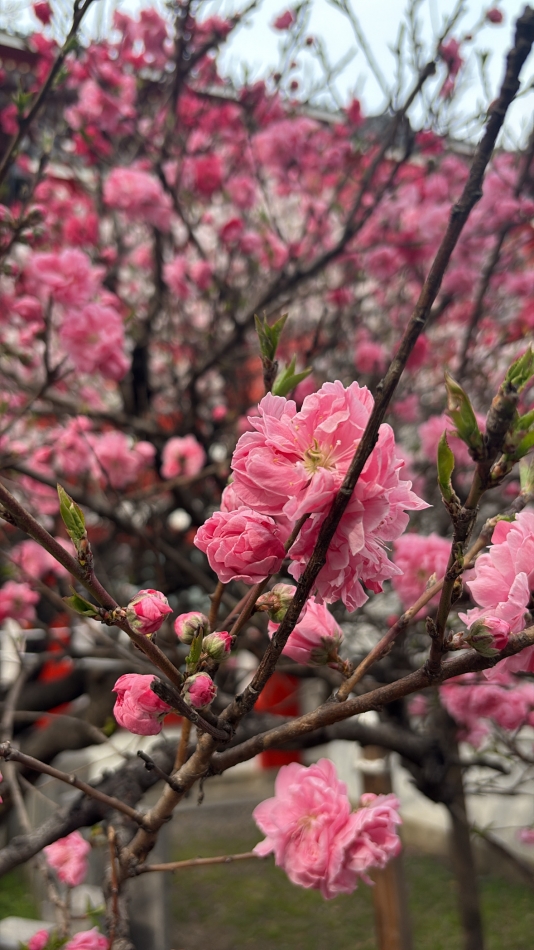 クラブ プラチナ 諏訪日記1630891