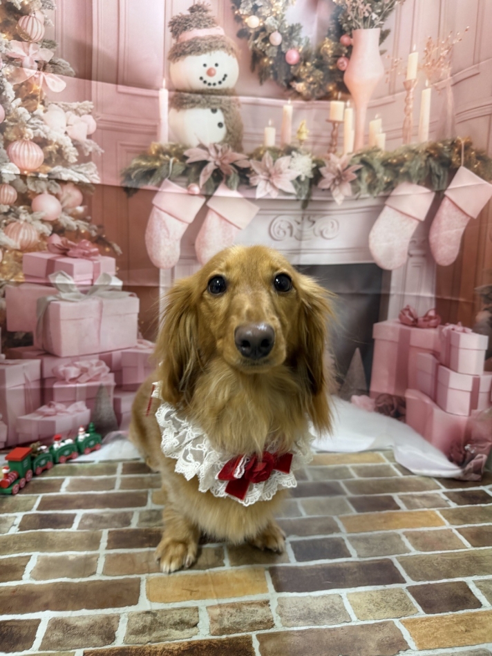 New KANAKO日記1553269