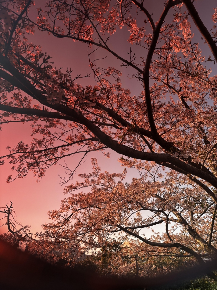 club Diana日記1637841