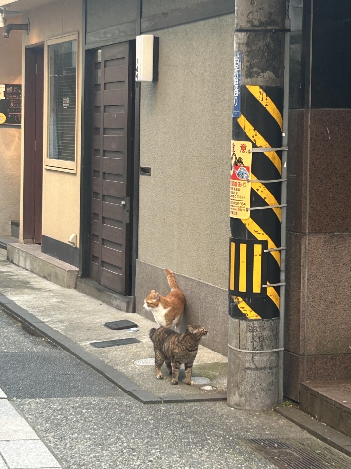 にゃんこで癒されてください！！！！