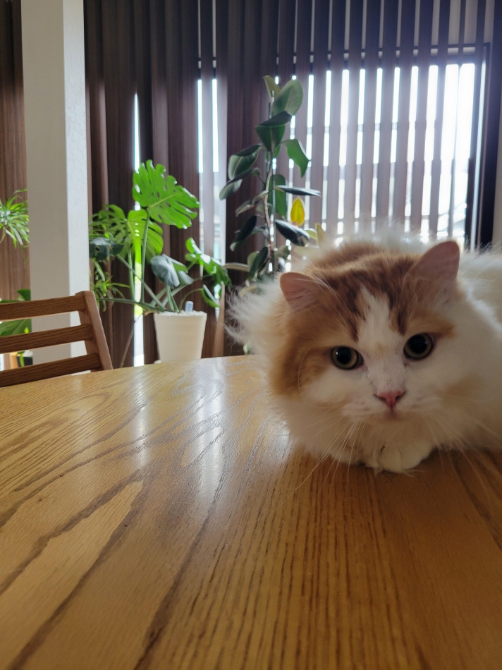 我が家のにゃんこ🐱