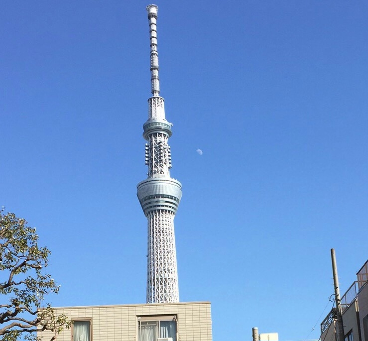 一条 葵