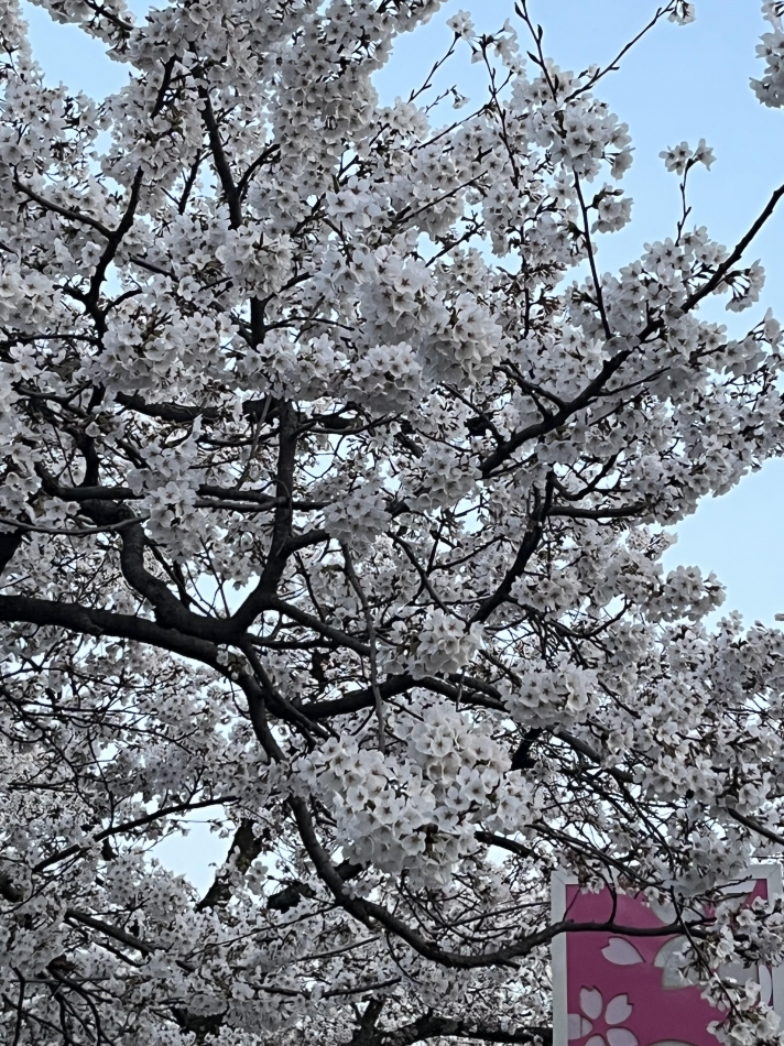 桜)))o( ?꒳​? )o(((