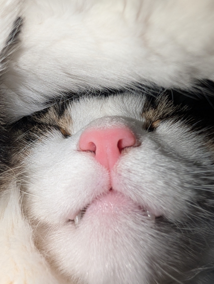 寝る猫は育つ🐱