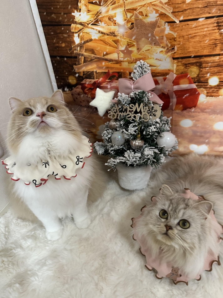 CLUB　Paladin日記1558100