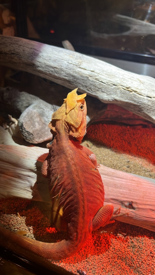 仮面ライダー❓