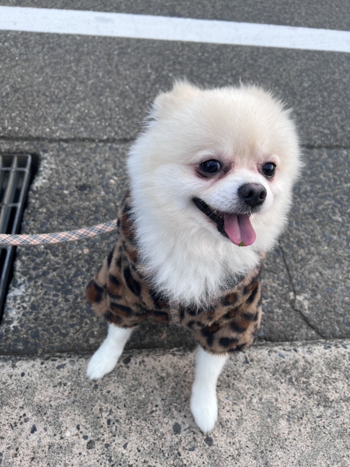 やってる事が笑