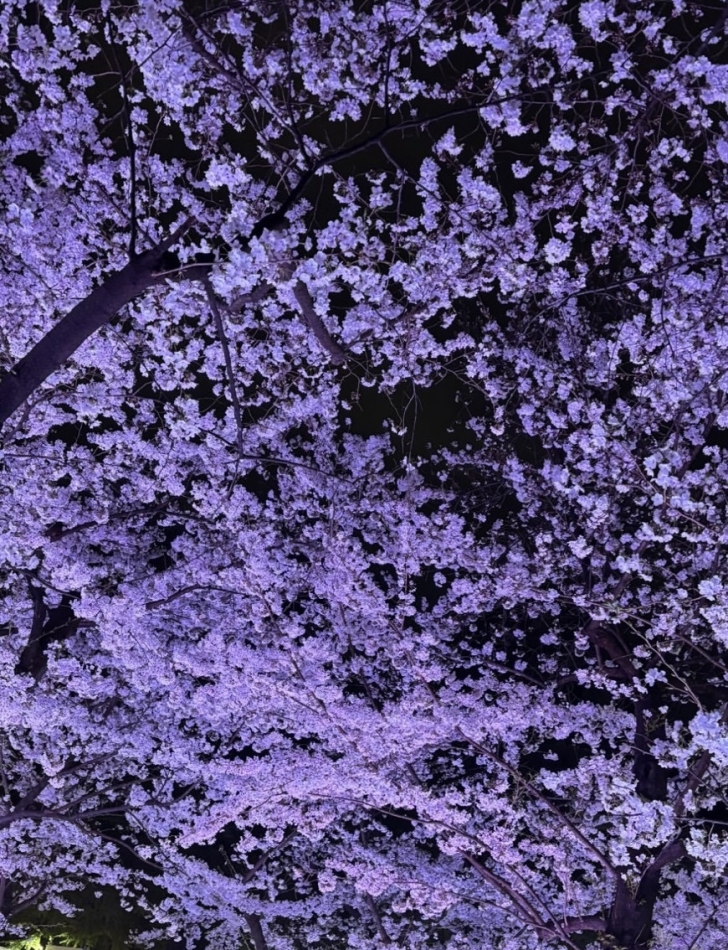 夜桜#8