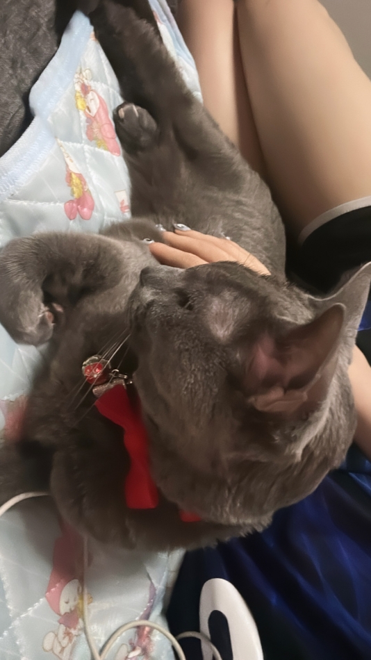 一条 葵