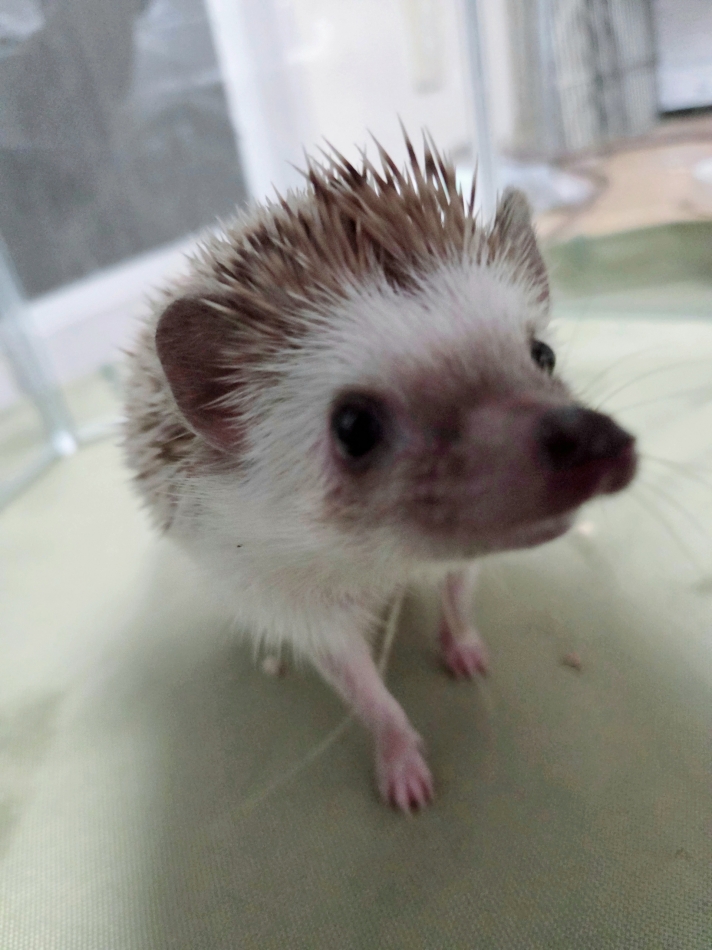 クラブ プラチナ 上田日記1511578