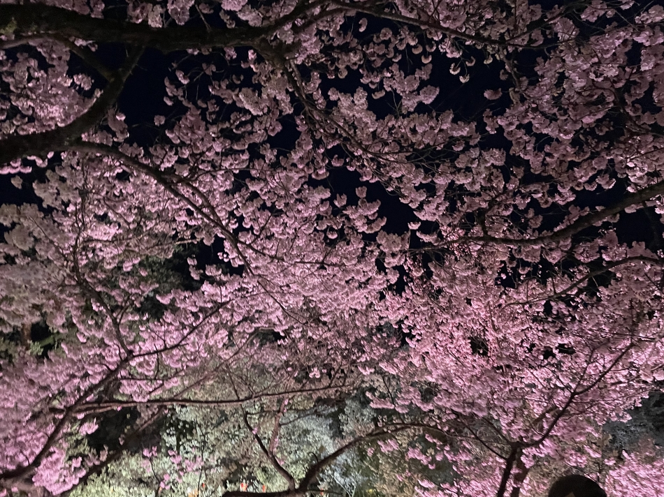 桜🌸