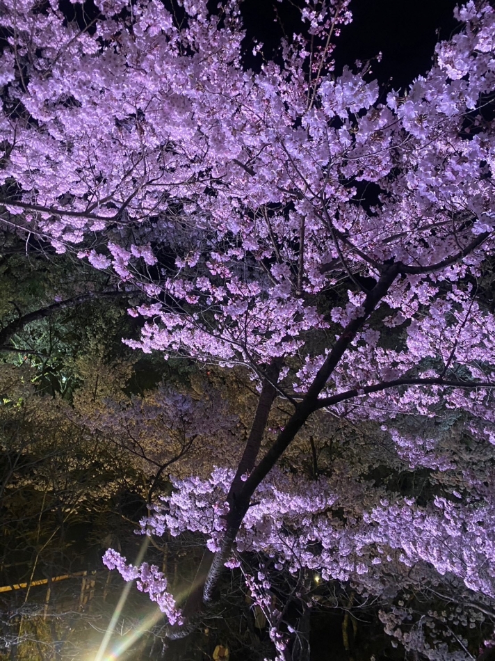 🌸🍒