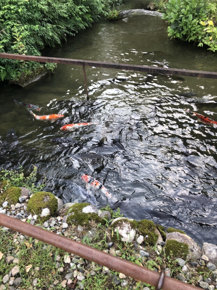 一条 葵