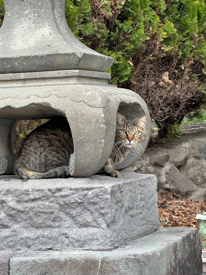 限界あやな太郎
