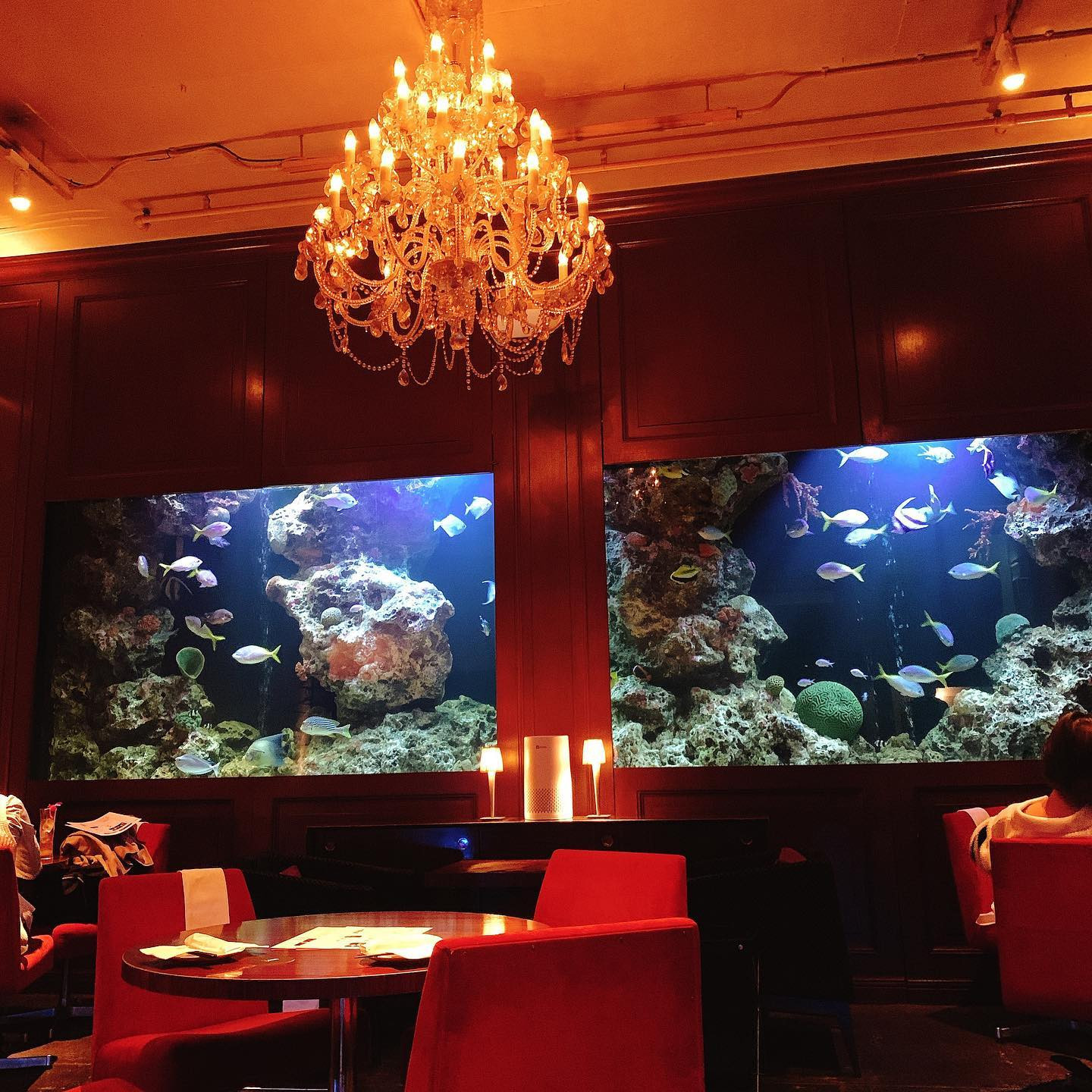 .
この前中高の同級生が近所に住んでるの判明して久々に会ってきた～！
こういう熱帯魚居る系のお店ってコテコテだけどなんやかんやでやっぱテンション上がる°･🐠
.
お肉もエリンギのアヒージョもめちゃくちゃ美味しかった🍴🌟
.
.
.
#新宿 #新宿グルメ #新宿ディナー #新宿三丁目 #新宿ごはん #新宿デート #デートスポット #おしゃれなお店 #アクアルーム新宿 #熱帯魚 #熱帯魚水槽 #水槽のあるお店 #denaquaroom #歌舞伎町 #맛집 #맛스타그램 #친구랑