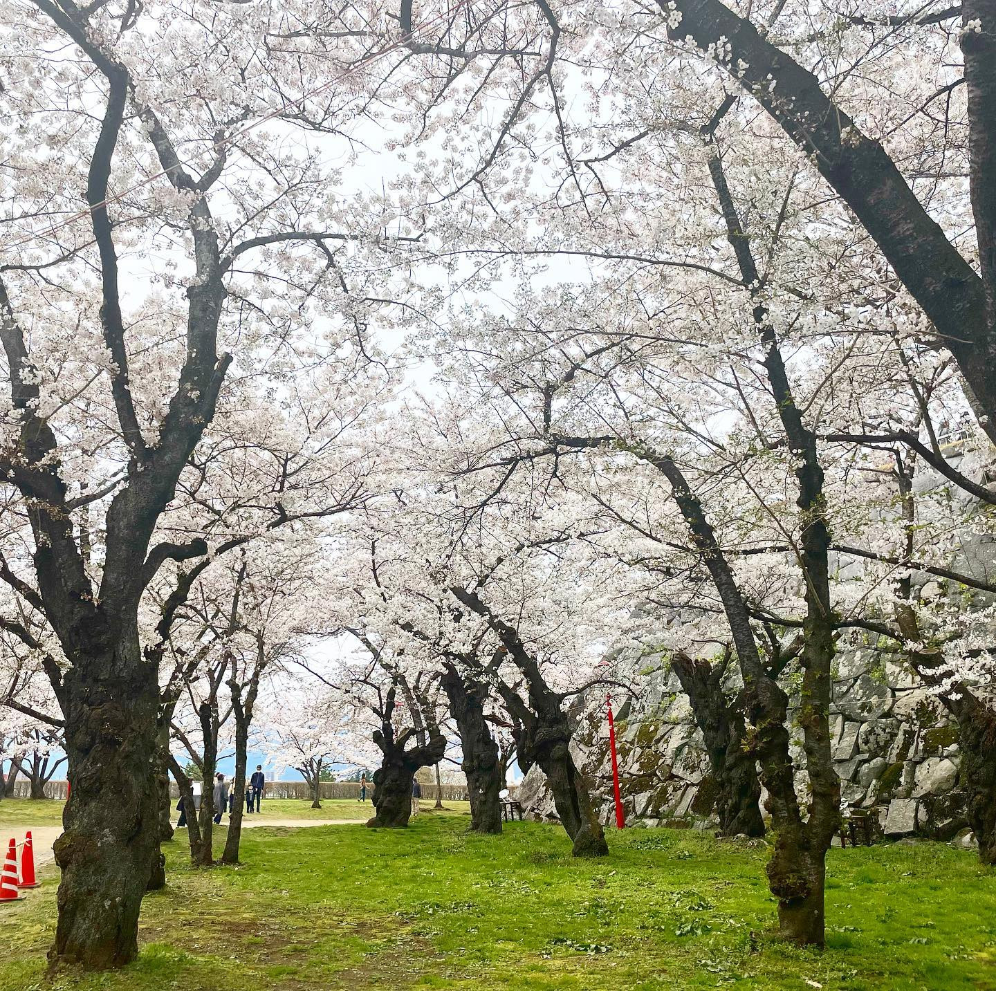 .
綺麗だった🌸
自然系スキ🙈🌸
.
#岩手 #盛岡
#盛岡城跡公園 #桜