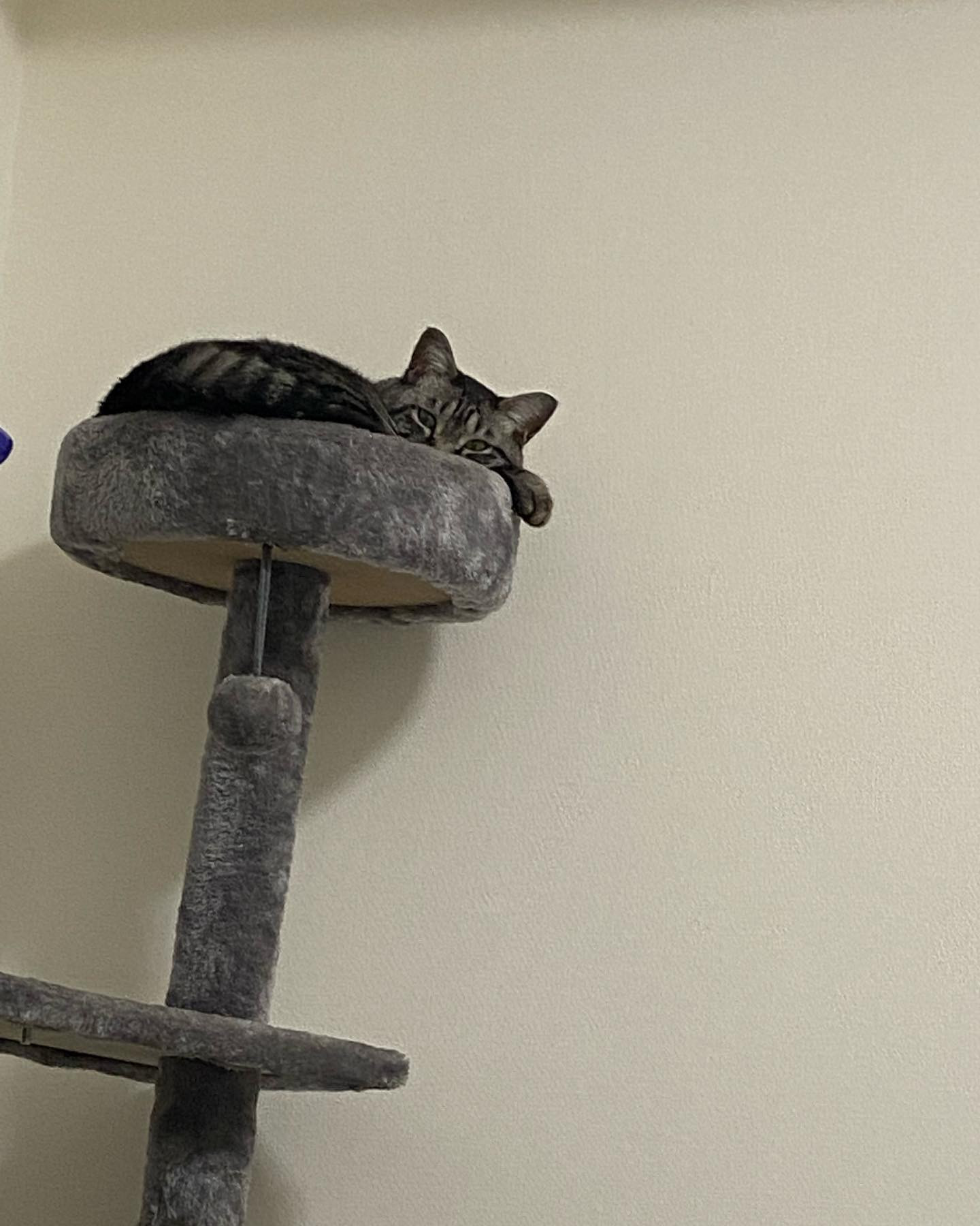 こっちすげーみてくる
#ねこすたぐらむ #ねこ #ねこのいる生活 #猫 #猫好きさんと繋がりたい