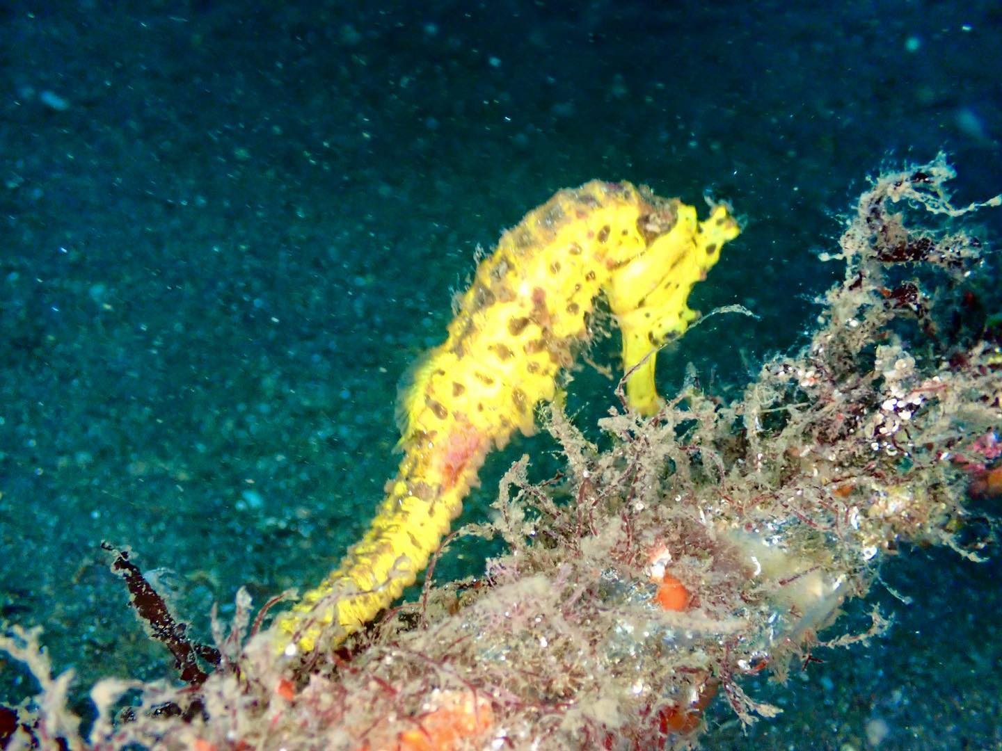 Girl's Bar Blue ホットニュース 32350