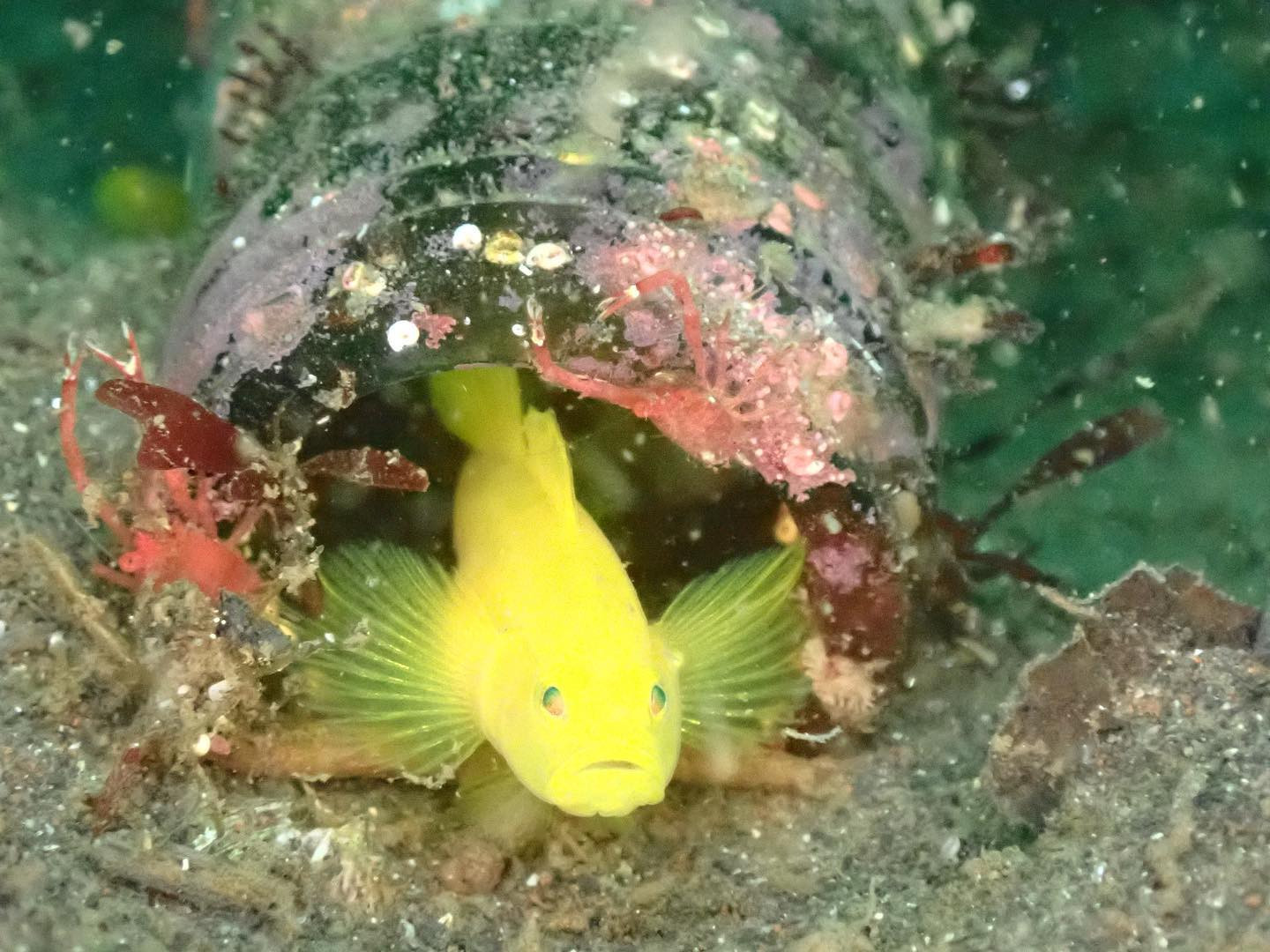 Girl's Bar Blue ホットニュース 32351