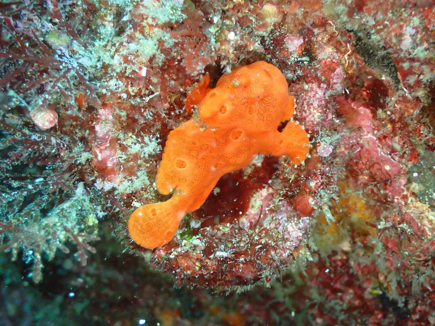 Girl's Bar Blue ホットニュース 32734