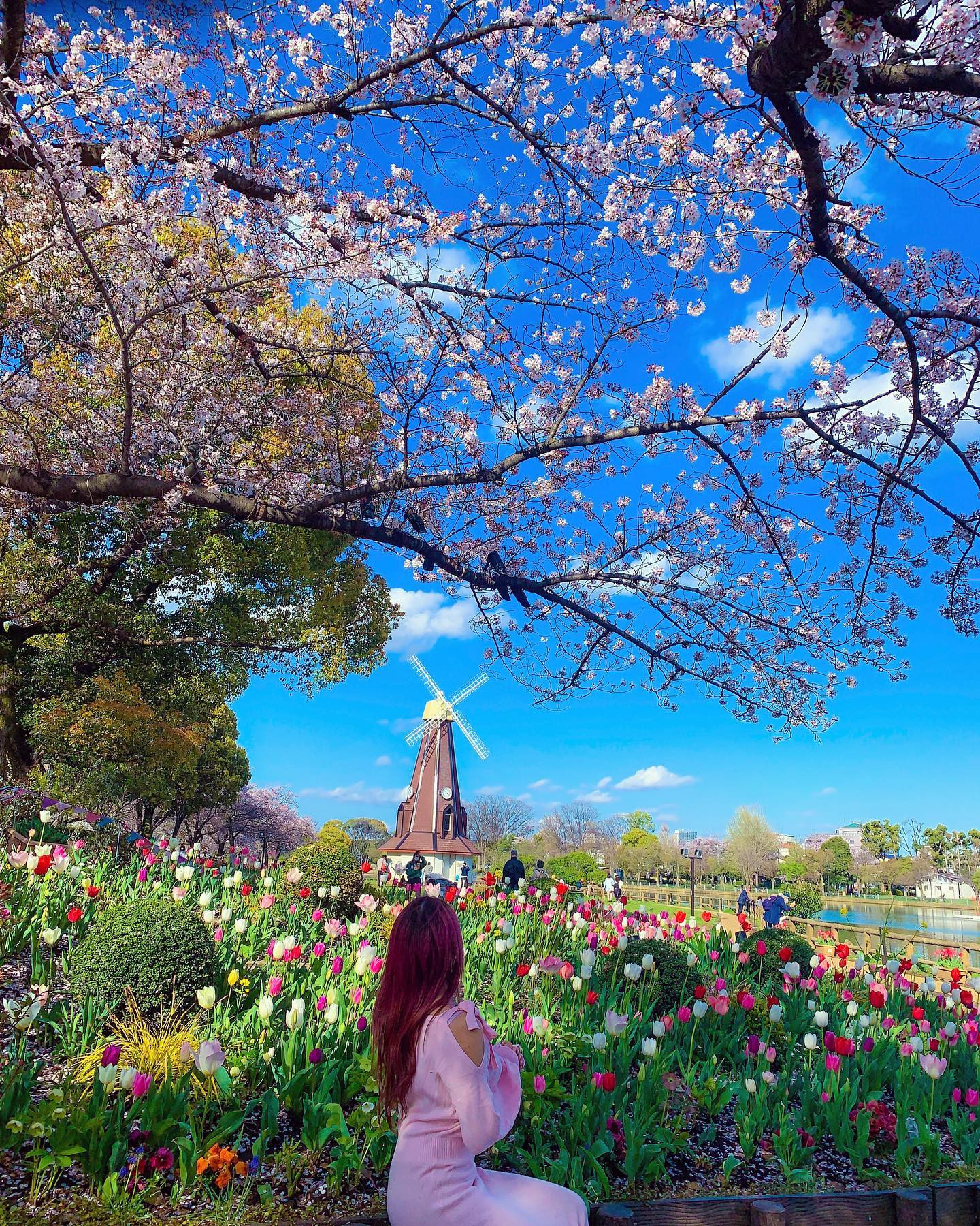 桜と風車とチューリップ🌷.*･ﾟ
オランダに行ってきました🇳🇱
、、って言えちゃうくらい素敵な景色、
まさかの東京都内なの💓
北区 浮間公園🌸
*
こちらはちょうど
1年前に見つけた公園🌼
GWだったから桜がちょうど
終わったあとで、
桜の名所と聞いて
うわあ！！来年絶対来よう！！！って
楽しみにしてた💓
*
だから東京戻ってきてすぐ行った🤭
桜は散りかけてるけど
チューリップが見頃で
ずーーーっと観てられるくらい
幸せ空間🥲🌷🌸💕
来年は桜が満開の時にも
行きたいなʚ(´｡•ᵕ•｡`)ɞ
*
夜のライト