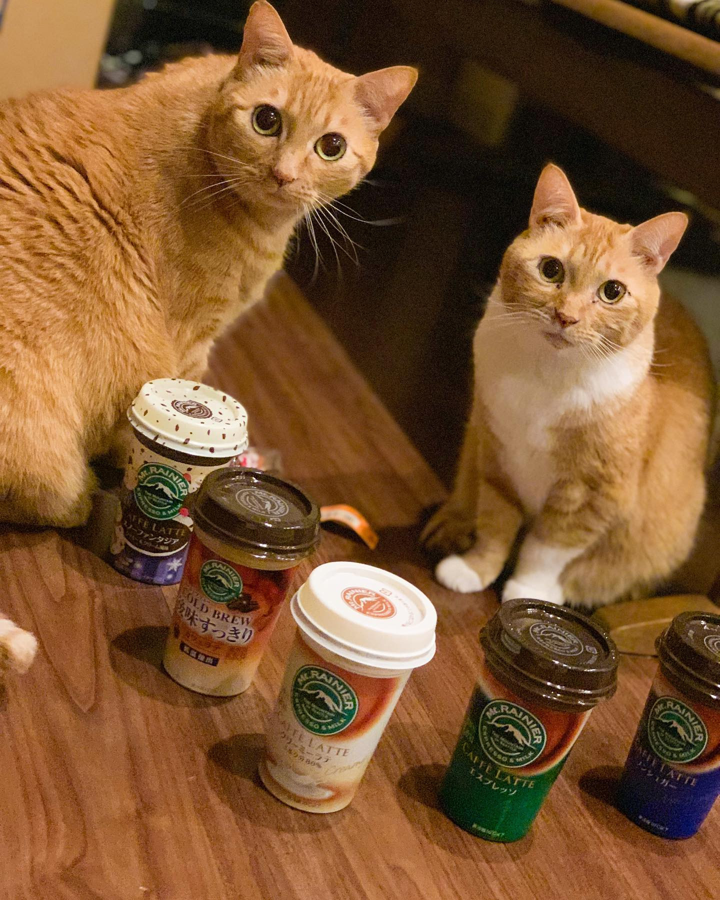 マウントレーニア大好きだにゃあ😽❤️
茶トラの母娘😽❤️😻
*
左…みみ
右…きなこ
*
@mtrainier.official 
*
#マウントレーニャア #マウントレーニア #マウントレーニアのある生活 #猫 #猫のいる暮らし #mtrainier #猫スタグラム #森永乳業 #マウントレーニア好き #カフェラッテ #エスプレッソ #ノンシュガー #クリーミーラテ #スノーファンタジア #コールドブリュー #猫の日 #2022年2月22日 #茶トラ #茶トラ猫 #茶トラ女子部 #まるどら #まるどらの