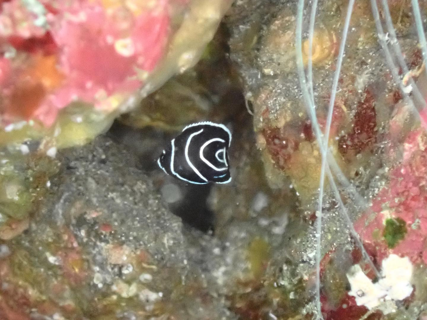 Girl's Bar Blue ホットニュース 33279