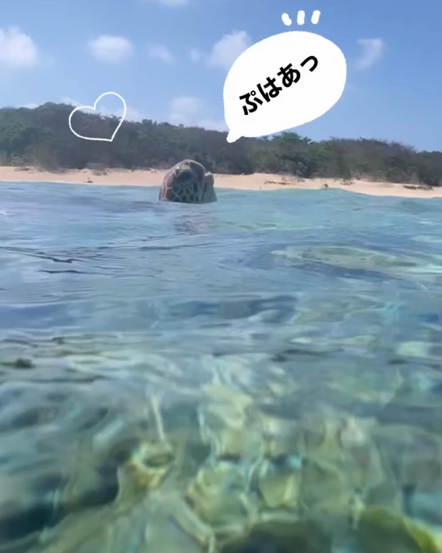 らぶなかめちゃん🐢❤️

波照間島で4匹くらい会えた❤️

ぷはあっってするの可愛い😍💕

すいいぃーって天使みたいに泳ぐよね🐢❤️

ずーっとみてられるよね、かめちゃん🐢❤️

.

.

.

.

#石垣島
#波照間島
#シュノーケリング
#ウミガメ
#癒し