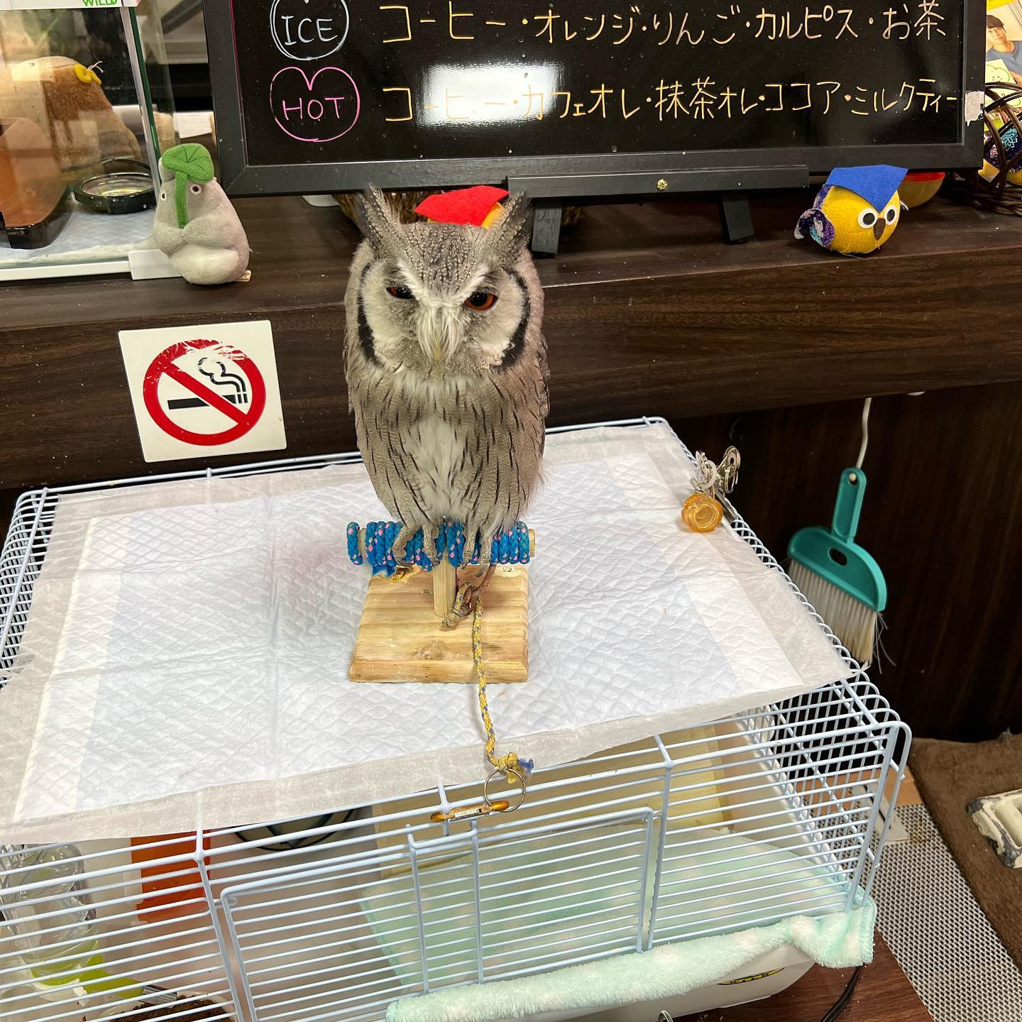 おはようございます。

本日は浅草のフクロウカフェOZからスタートです👍

#Blue
#Bar
#kabukicho
#歌舞伎町
#shinjuku
#新宿
#旅行
#海
#ダイビング
#ライセンス取得
#夏
#ハッピー
#ファインダー越しの世界
#divermag
#underwater
#iPhone
#GOPRO
#Canon
#Ricoh
#THETA
#OLYMPUS
#tough
#TG-6