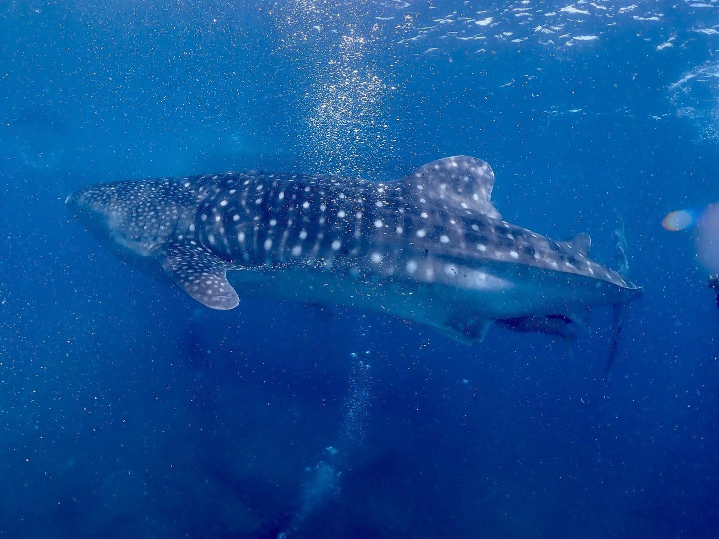 今週もよろしくお願いします！

#Blue
#Bar
#kabukicho
#歌舞伎町
#shinjuku
#新宿
#旅行
#海
#ダイビング
#ライセンス取得
#夏
#ハッピー
#ファインダー越しの世界
#divermag
#underwater
#iPhone
#GOPRO
#Canon
#Ricoh
#THETA
#OLYMPUS
#tough
#TG-6