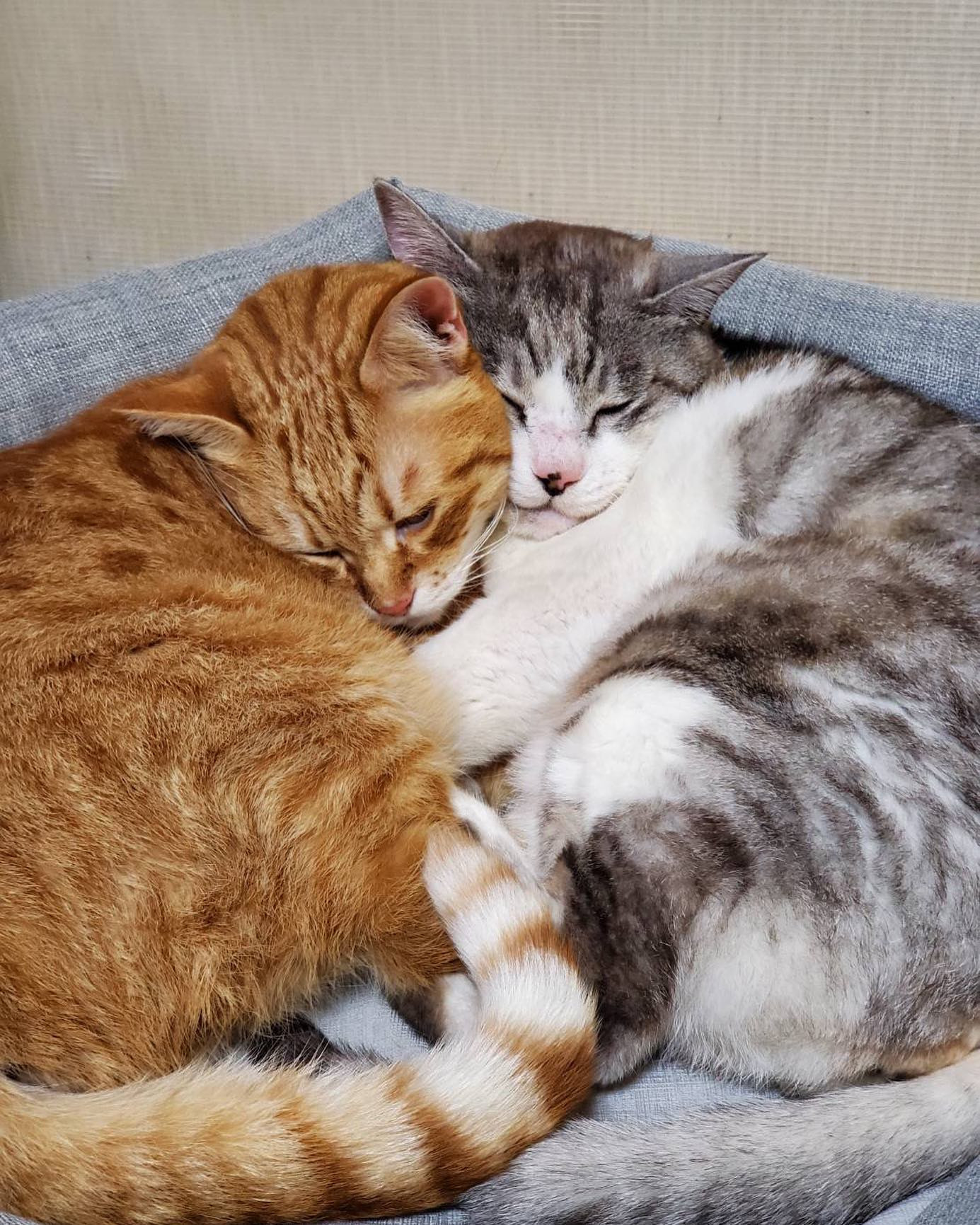 .
.
.
らぶらぶな実家のにゃんず🐱💓💓
男の子と男の子です( •︠ˍ•︡ )（笑）

二日酔いがすぎょい、、、🐟🐟
今日は23時か23時半出勤です🥲❣️❣️.
.
.
 #蕨  #蕨キャバクラ  #キャバ嬢  #キャバクラ  #キャバキャバ