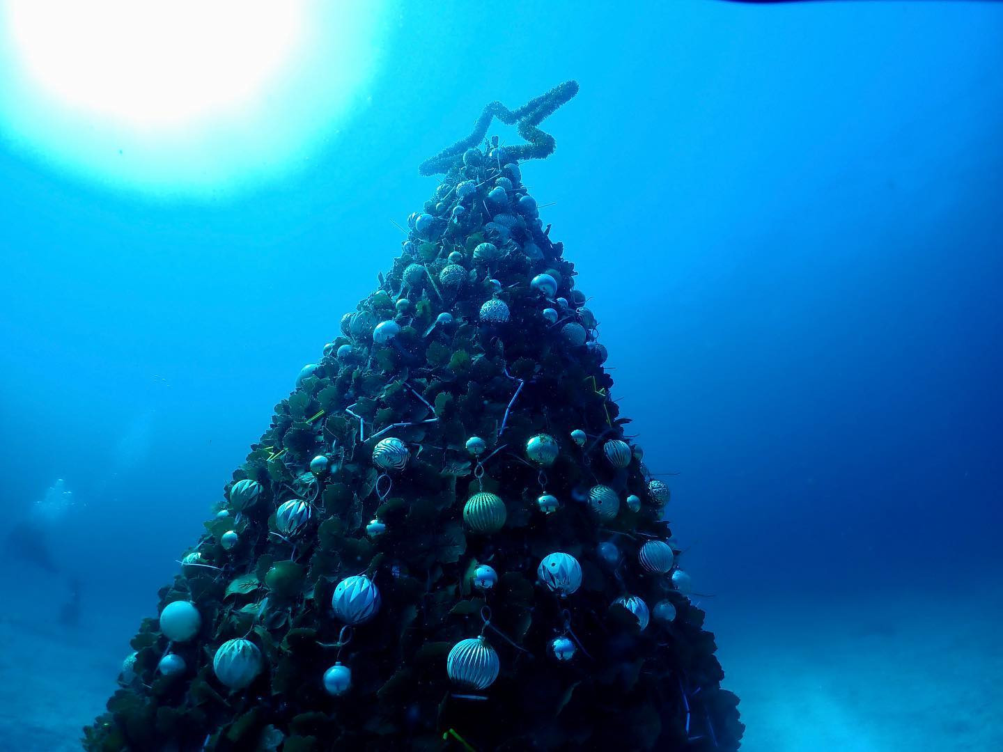 去年は水中クリスマスツリー撮りに行ったけど、水温低くてウェットツラかった（笑）

晴れてたからまだ良かったけどね😊

#Blue
#Bar
#kabukicho
#歌舞伎町
#shinjuku
#新宿
#旅行
#海
#Diving
#ダイビング
#UnderwaterPhot
#水中写真
#ライセンス取得
#夏
#ハッピー
#ファインダー越しの世界
#divermag
#iPhone
#GOPRO
#Canon
#Ricoh
#THETA
#OLYMPUS
#tough
#TG-6
