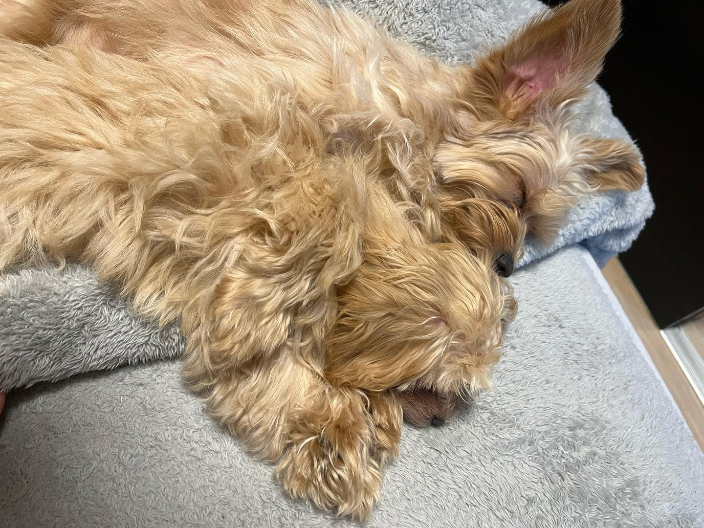 ・
・
本日はお休みです
・

#ニュークラ #ニュークラ嬢 #ニュークラブ 
#キャバ嬢 #キャバクラ #ラウンジ 
#飲み屋 #水商売 #美容 #美女 #美人 
#可愛い子 #綺麗な女性 #かわいい女の子 
#北海道 #札幌 #サッポロ #すすきの #ススキノ 
#札幌観光 #札幌旅行 #札幌グルメ #すすきのグルメ 
#likeforlike #like4likes #like4follow