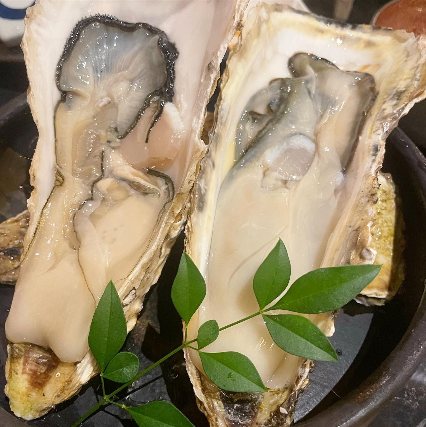 牡蠣食べたい症候群きた🥹🦪

生牡蠣15個くらいジョッキに入れて飲ませてくれるとこ知りませんか？🤔笑
.
.
.
.
.
.
#牡蠣食べたい症候群 #牡蠣依存症 #1番最後の動画ただのお風呂上がりのおばさんで草 #ちょっとしょっぱいって言いながらポン酢を取るという奇行 #キャバ嬢ぽい投稿とは #あやちゃんやっと今日出勤しました #えあや12月1回も出勤してませんけ？ #てゆうてました #はいあなたは12月一度も出勤してません #12月がんばりますって言葉はどこに #あやちゃんファンの方本日が狙いです #あ