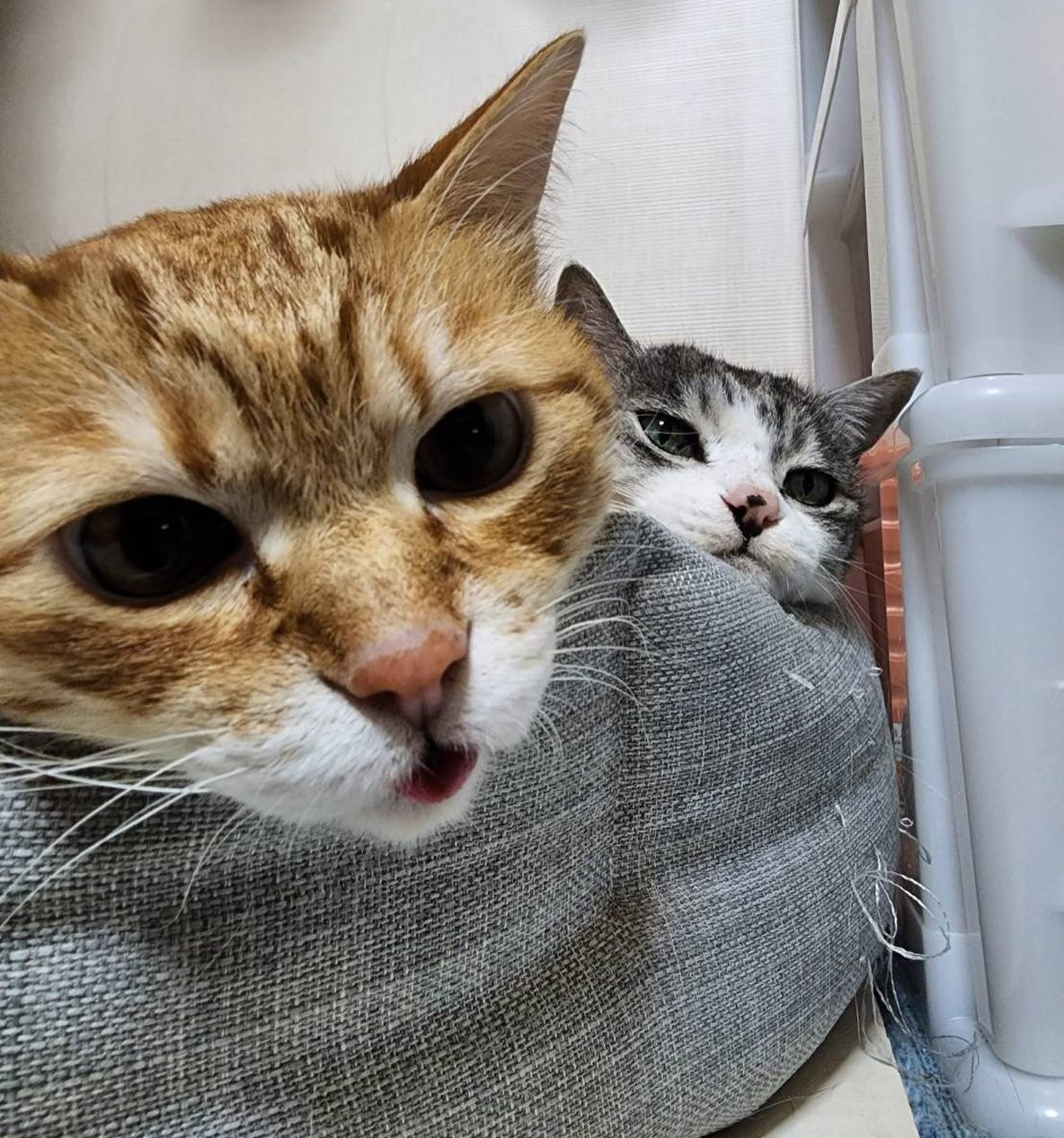 .
.
.
なんかのジャケ写みたいな写り方してる
実家のにゃんずたち🐱🐱♥️
可愛いが溢れてるね❤️‍🔥.
.
.
 #蕨タントラ  #タントラ蕨  #蕨キャバクラ  #蕨  #キャバキャバ  #キャバ嬢