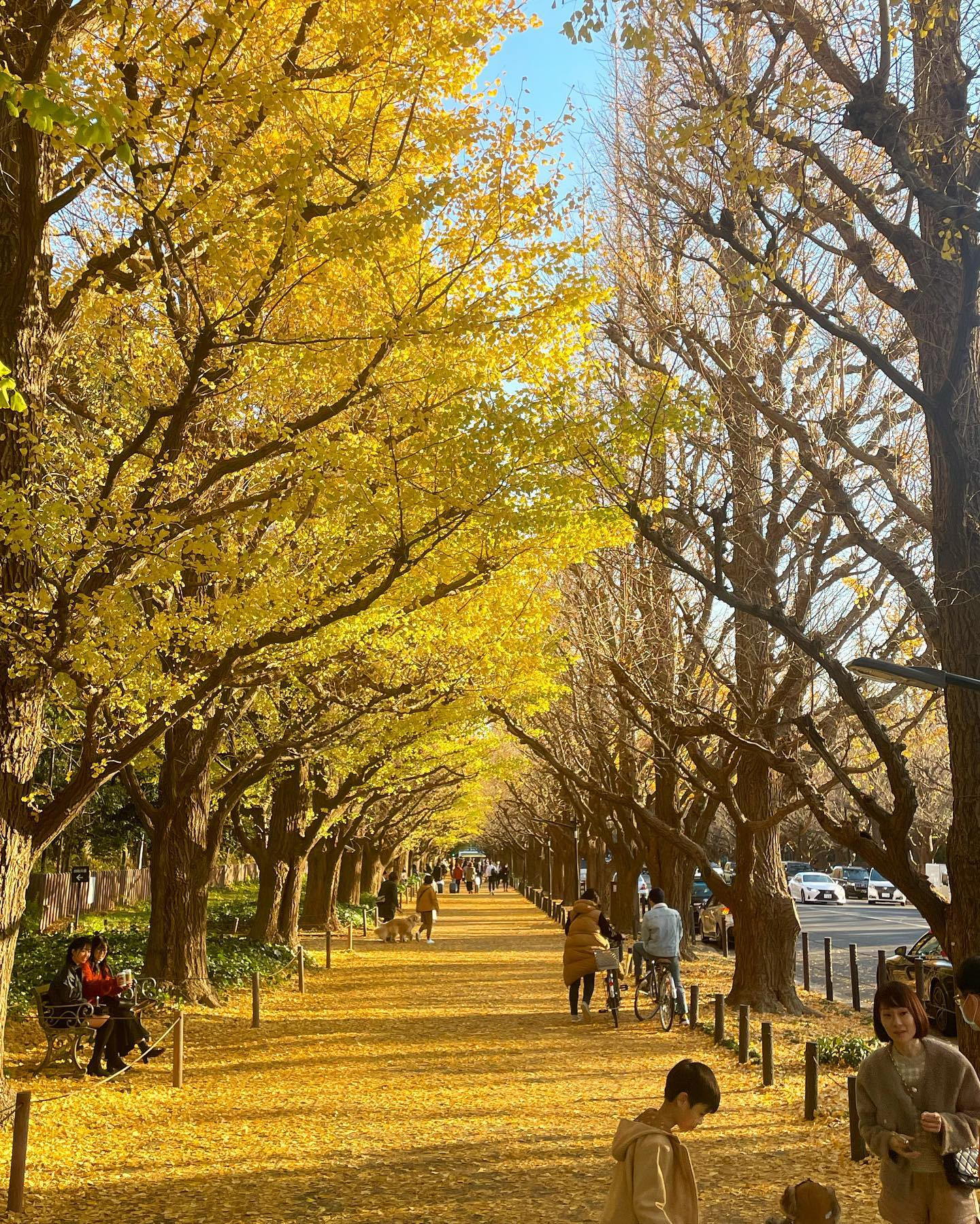 半分イチョウいなかったけど🍃🍂
ギリギリの秋を味わいに( ・∇・)💛
.
.
.
.
.
.
.
.
#花より男子 #花より男子聖地巡礼 #花より男子撮影場所 #神宮外苑いちょう並木 #いちょう並木 #もう12月だけど #花沢類に会いたい🥺 #でも大人になってから見返したら道明寺派ってことに気づいた🥺 #電車に乗ったら汗めっちゃかく現象に名前をつけたい #暑いのか寒いのかわからん #おやすみなさい🌙