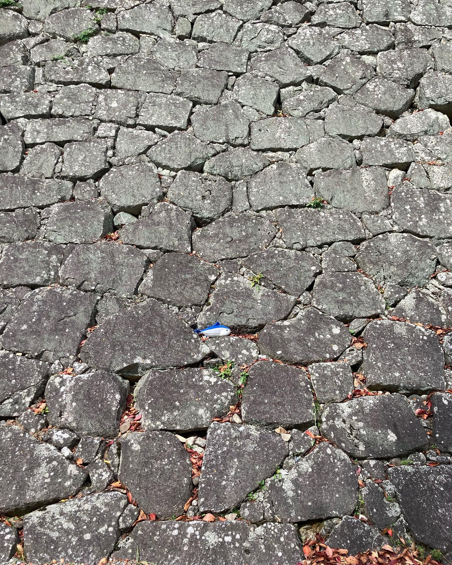 素敵な石垣。
#カツオ
#アート
#建築物
#石積み