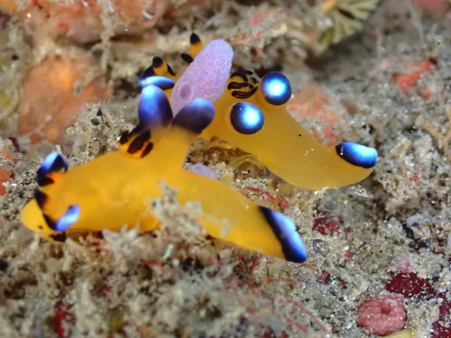 Girl's Bar Blue ホットニュース 39186