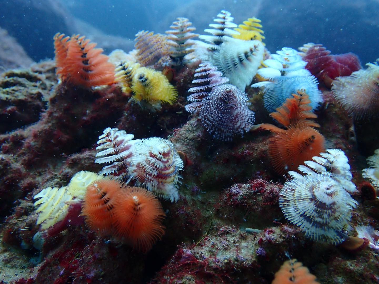 昨日でXmas終わった感あるけど、実は今日がXmasなんたまよね（笑）

今年も残すところあと少し😊

年末年始も休まず営業するから、毎年あんまり新年とか感じないけど（笑）

年明けて落ち着くまで頑張りまーす！

#Blue
#Bar
#kabukicho
#歌舞伎町
#shinjuku
#新宿
#旅行
#海
#Diving
#ダイビング
#UnderwaterPhot
#水中写真
#ライセンス取得
#夏
#ハッピー
#ファインダー越しの世界
#divermag
#iPhone
#GOPRO
#Canon