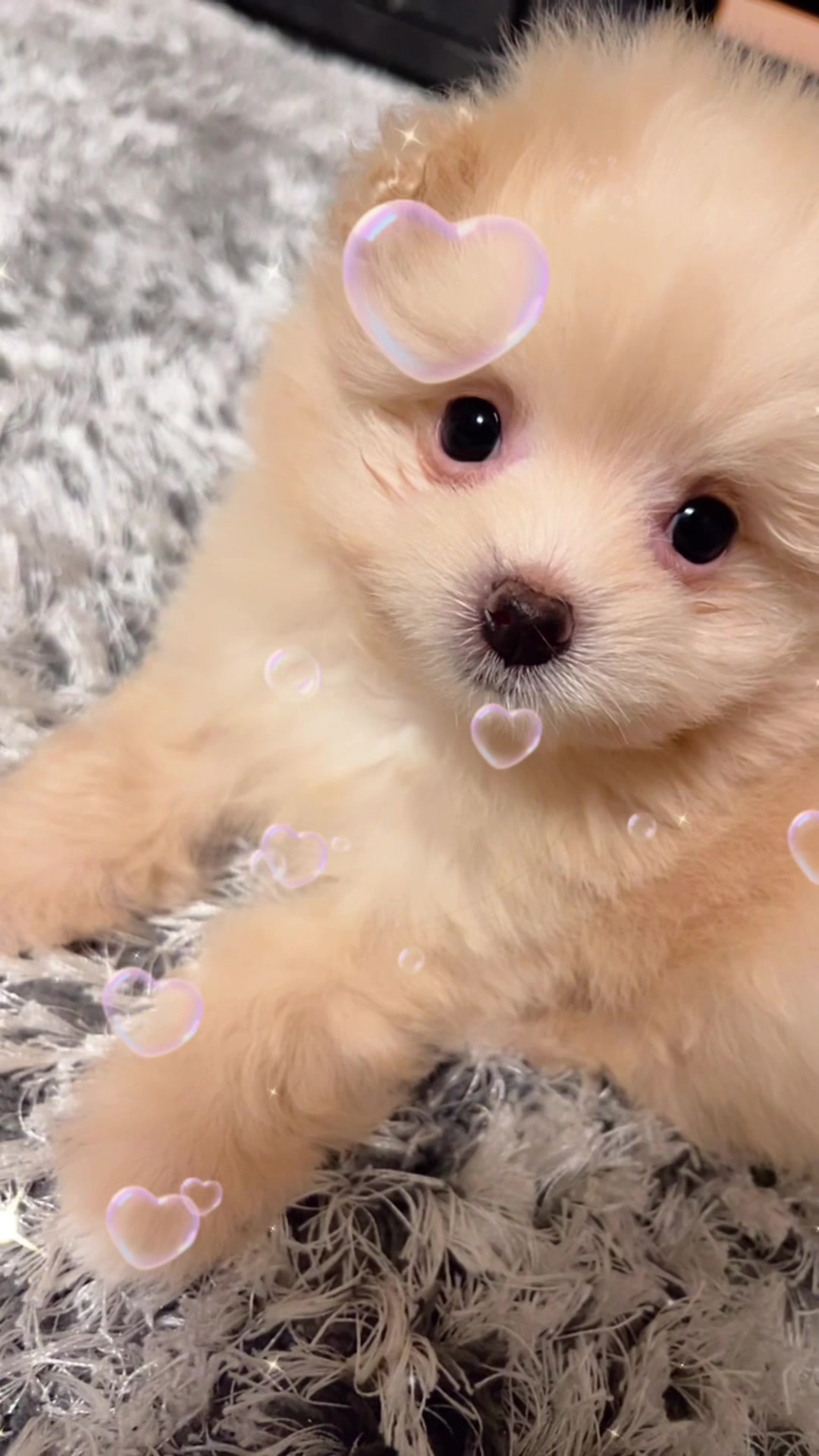 お友達のわんちゃんが可愛すぎる #おおすめ #新宿 #歌舞伎町 #キャバクラ #おすすめにのりたい #ポメプー #いぬ #犬 #可愛い #愛犬 #子犬 #dog #trend #fyp #viral #xyzbca @鬼まる日記