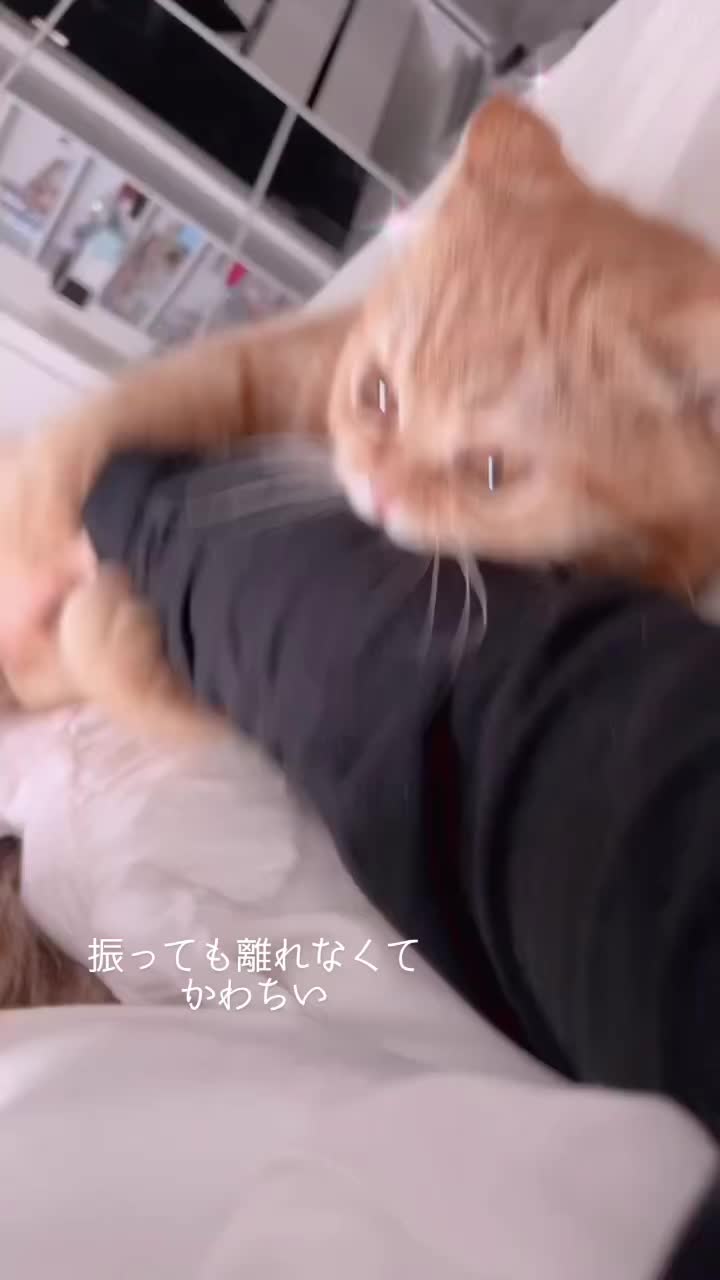 うちの猫さんかわいい🥹#ヒカキンボイス #おすすめ #運営さん大好き #猫のいる生活 #ねこ #cat #猫 #猫のいる暮らし #ミヌエット#fyp