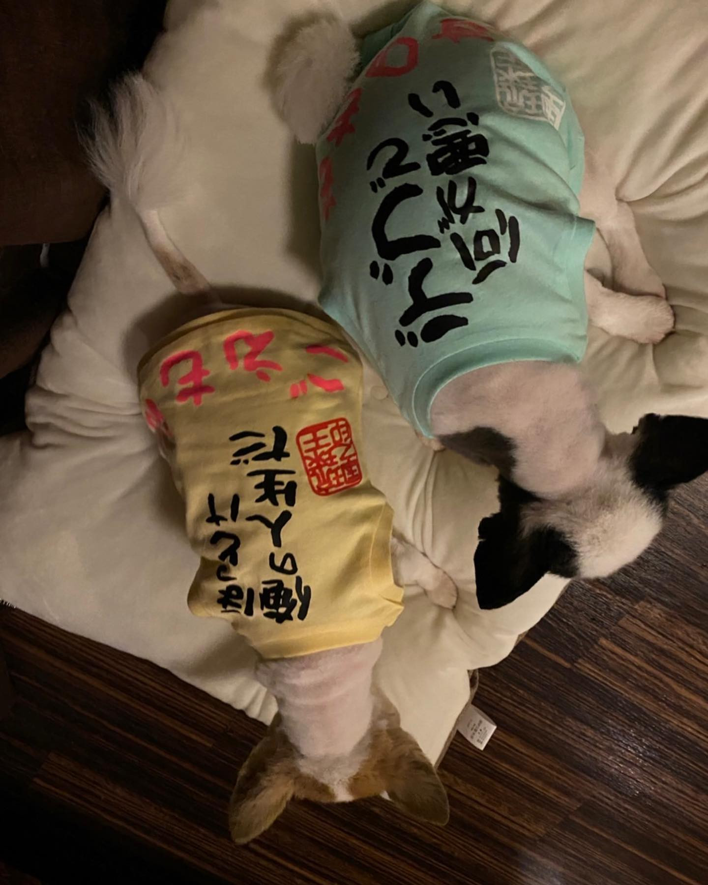 可愛い🐶💕
りこからもらったお洋服ピッタリ♥️
センス良き✨

#ほっとけ俺の人生だ #デブで何が悪い #もものすけと #ごえもんに #ぴったり