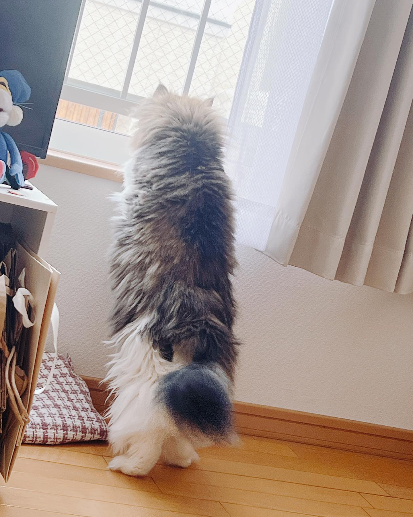 .

寝起きでボサボサめんま🐈
ペットの名前ってみんなどうやって決めたのか気になる〜！！🧡
うちはただ単純にラーメンが好きすぎて
めんま🍜にしました。

#赤門倶楽部 #ノルウェージャンフォレストキャット #ラーメン #めんま #猫 #ふわふわ #まだ2歳 #なのに #6kg #太ってるわけじゃないよ #大きくなる種類なだけ #癒し

.