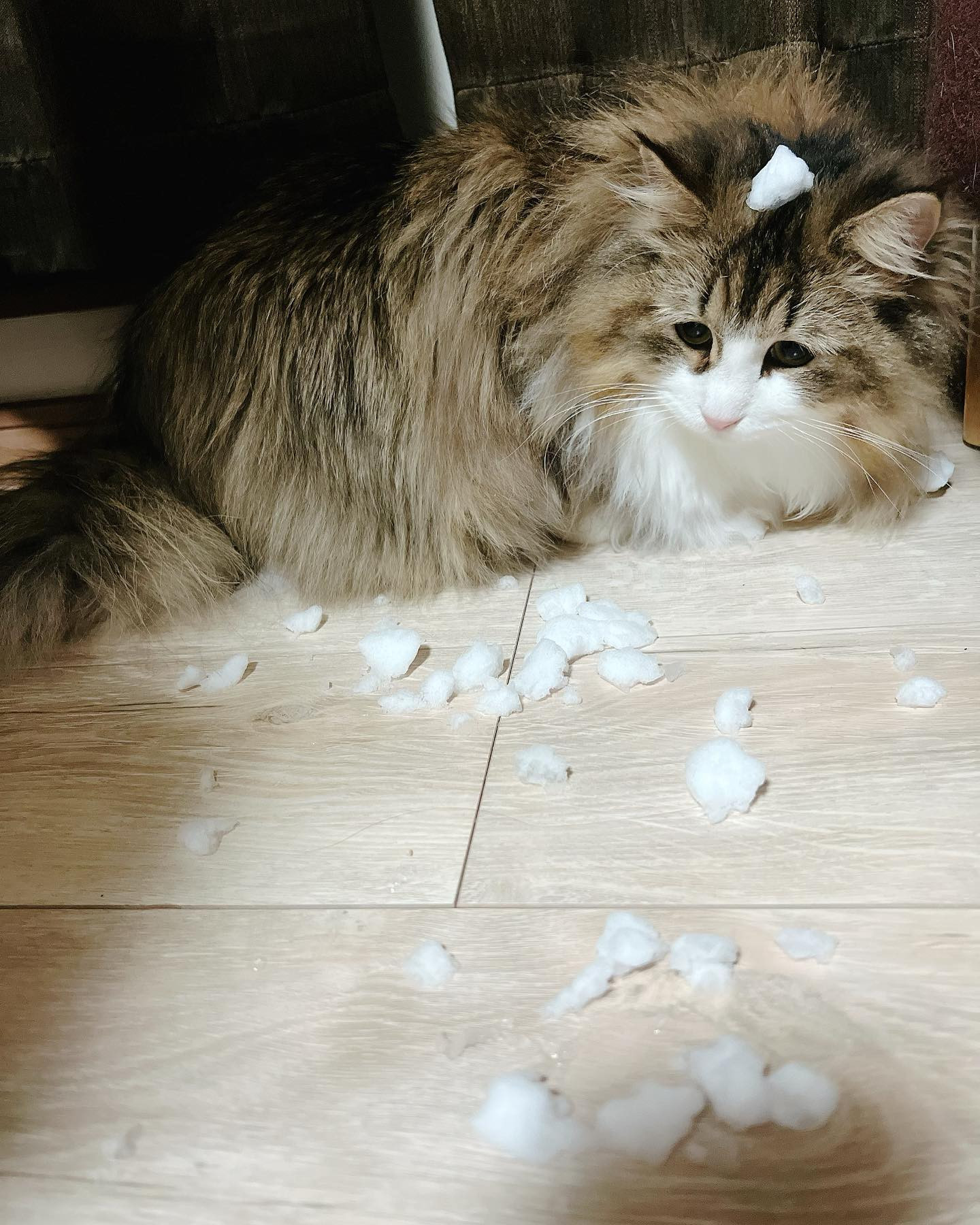 .

いつの日かシリーズ
初めてめんまと雪遊びした日
⛄️🐱
#ノルウェージャンフォレストキャット #ねこのいる生活 #めんま

.