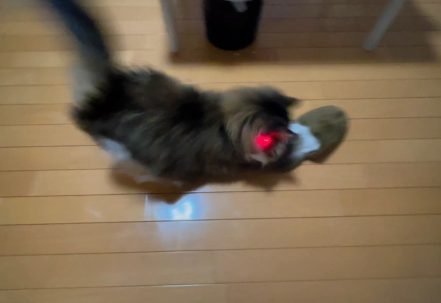 .

めんまのスリッパじゃないよ...笑
可愛い前足入れないで。笑

.