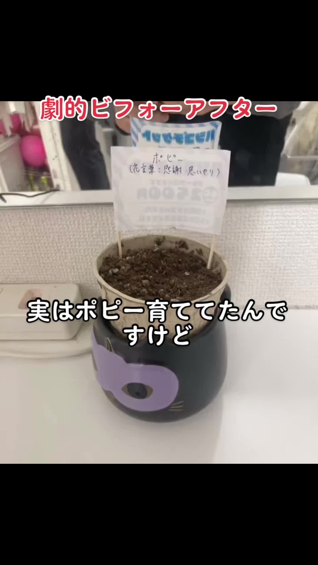 コスプレ Girls Bar nino ホットニュース 51420